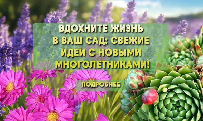 МНОГОЛЕТНИКИ