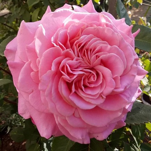 Роза ЭШЛИ чайно-гибридная в Семее