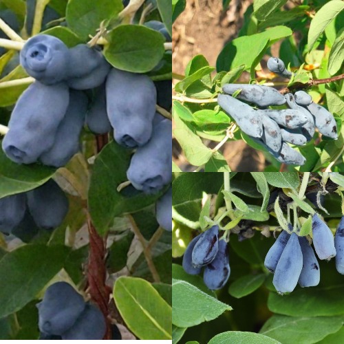 Комплект СЕВЕРНЫЕ ВИТАМИНЫ в Семее