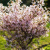 Сакура КОЙО НО МАЙ в Семее