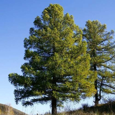 Лиственница сибирская в Семее