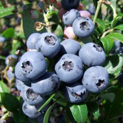 Голубика НОРТБЛЮ в Семее