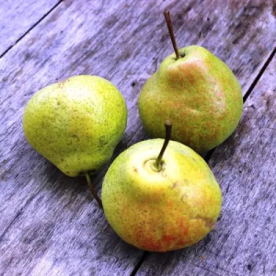Груша ФЕЕРИЯ в Семее