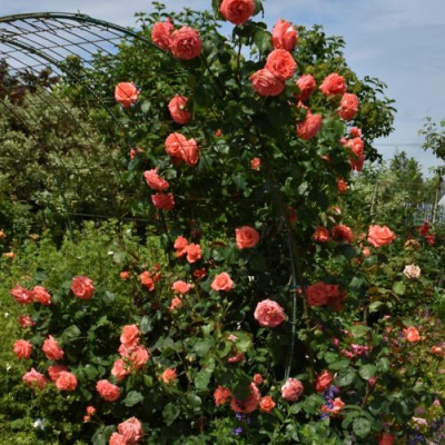 Роза ДИ ДИ БРИДЖУОТЕР плетистая в Семее