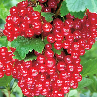 Смородина красная РУДНЕУС в Семее