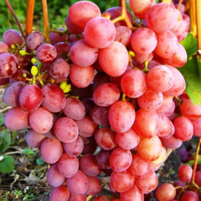 Виноград КИШМИШ КРАСНЫЙ в Семее