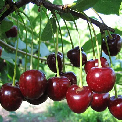 Вишня БЫСТРИНКА в Семее
