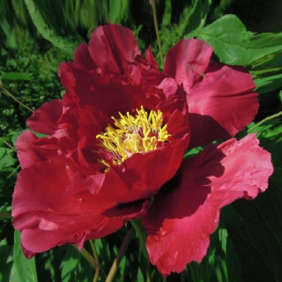 Пион КРАСНЫЙ ЛОТОС древовидный в Семее