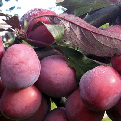 Слива ПАННА  в Семее