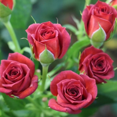 Роза ЧОКОЧИНО спрей в Семее