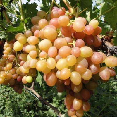 Виноград ХАМЕЛЕОН в Семее