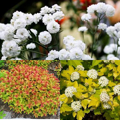 Комплект СОЛНЕЧНЫЙ МИКС в Семее