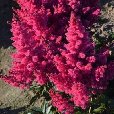 Астильба ЛАКИ ДЕЙ Арендса в Семее