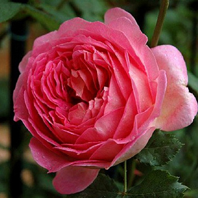 Роза ДЖУБИЛИ СЕЛЕБРЕЙШН английская в Семее