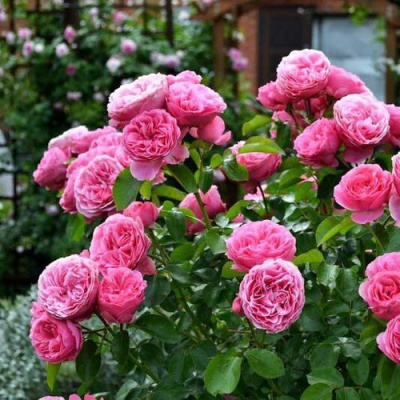 Роза КЕЛЬНЕР ФЛОРА шраб в Семее