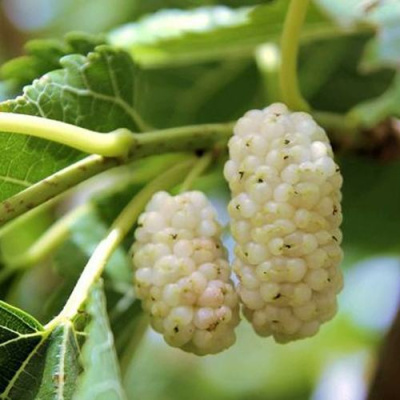 Шелковица БЕЛАЯ АЛЬБА в Семее