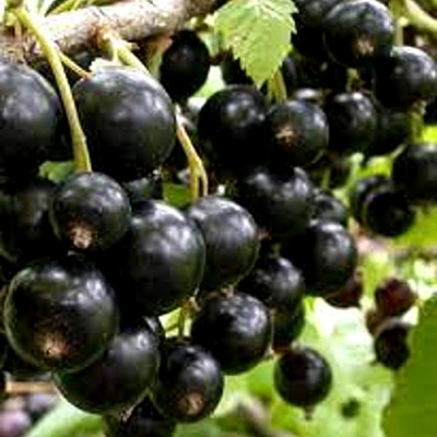 Смородина черная ОРЛОВСКИЙ ВАЛЬС в Семее