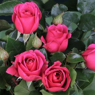 Роза ЛАВ ЛЕТТЕР флорибунда в Семее