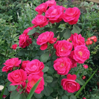 Роза ДЖОРДЖ ВАНКУВЕР флорибунда в Семее