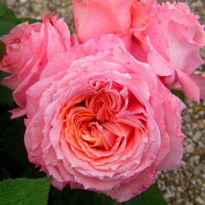 Роза ИНСТИТУТ ЛЮМЬЕР шраб в Семее