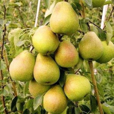 Груша МЛИЕВСКАЯ РАННЯЯ в Семее