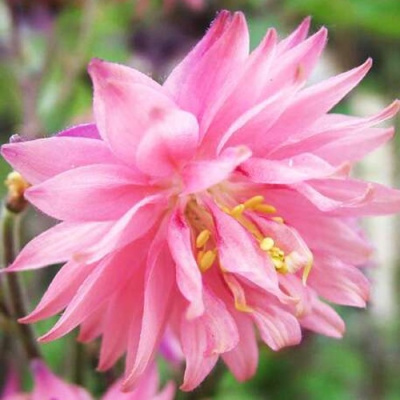 Аквилегия БАРЛОУ ПИНК гибрид МакКаны в Семее