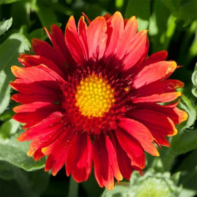 Гайлардия АРИЗОНА РЕД ШЕЙДС в Семее