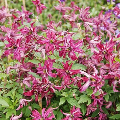 Клематис РОЗАЛИН в Семее