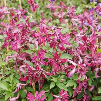 Клематис РОЗАЛИН в Семее