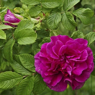 Шиповник ХАНСА в Семее