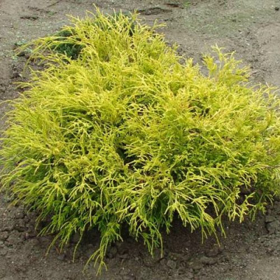 Кипарисовик ГОЛДЕН МОП горохоплодный в Семее