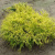 Кипарисовик ГОЛДЕН МОП горохоплодный в Семее