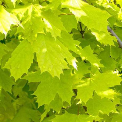 Клен ПРИНСЕТОН ГОЛД остролистный в Семее