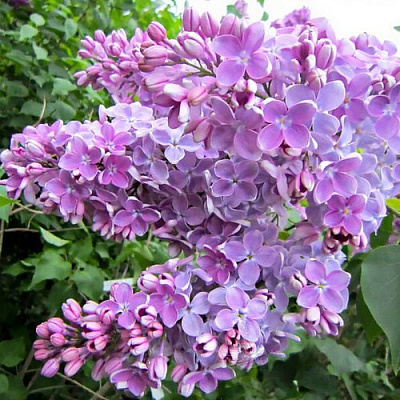 Сирень ОЛЯ в Семее