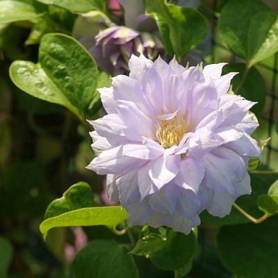 Клематис БЕЛЬ ОФ ВОРКИНГ в Семее