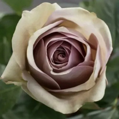 Роза АМНЕЗИЯ чайно-гибридная в Семее