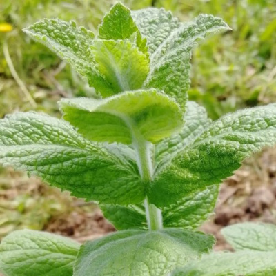 Мята яблочная в Семее