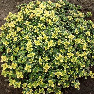 Тимьян ДОННА ВАЛЕЙ лимоннопахнущий в Семее