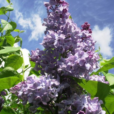 Сирень КРЫЛЬЯ НАДЕЖДЫ в Семее