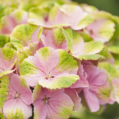 Гортензия МЭДЖИКАЛ КРИСТАЛЛ крупнолистная в Семее