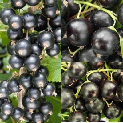 Комплект ЧЕРНАЯ СИЛА в Семее