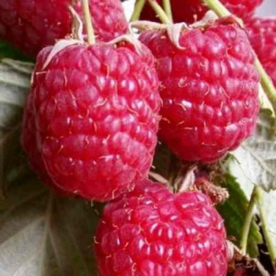 Малина ГЕРАКЛ в Семее