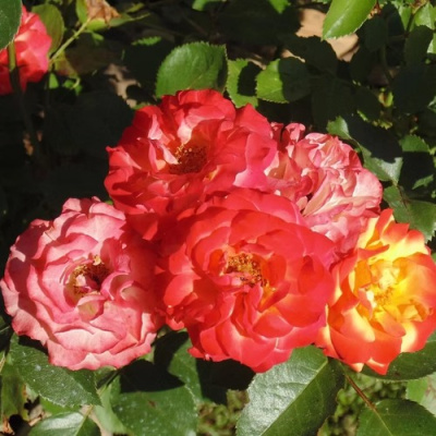 Роза ТАЙФУН спрей в Семее