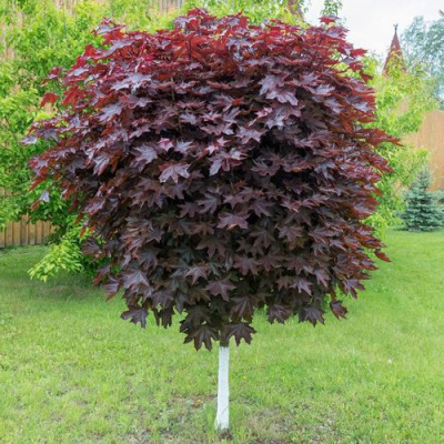 Клен красный в Семее