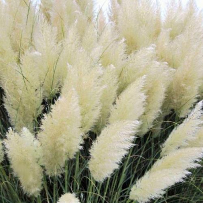 Кортадерия белая (пампасная трава) в Семее