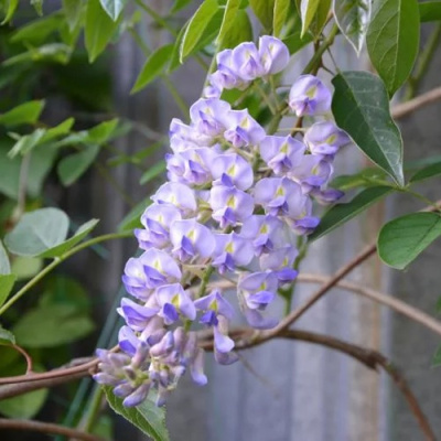 Глициния макростахия БЛЮ МУН в Семее