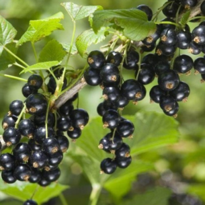 Смородина черная БЕН КОНАН в Семее