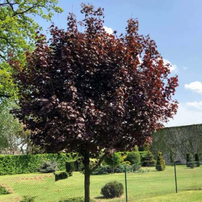 Клен ФАССЕН БЛЭК остролистный в Семее