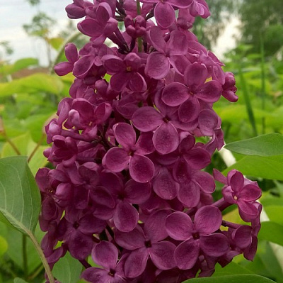 Сирень ИНДИЯ в Семее