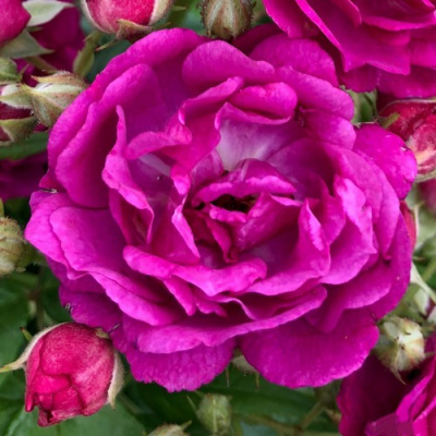 Роза ПЕРПЛ СИЛУЕТТА плетистая в Семее